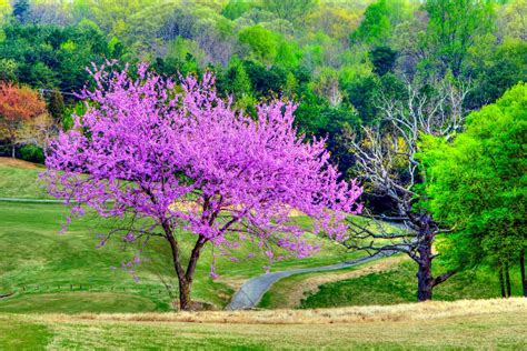 A Complete List Of The Pros And Cons Of Redbud Trees