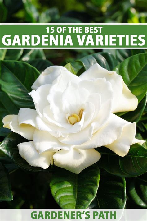 15 of the Best Gardenia Varieties | Gardener’s Path