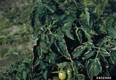 Bacterial Canker And Wilt Of Tomato Clavibacter Michiganensis Ssp