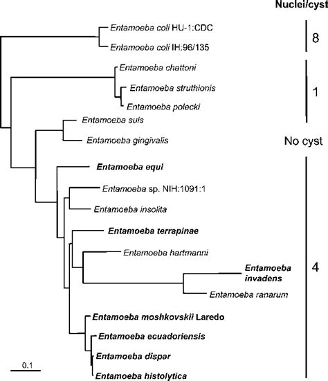 Phylogenetic Relationships Among Entamoeba Species The Tree Depicted Download Scientific