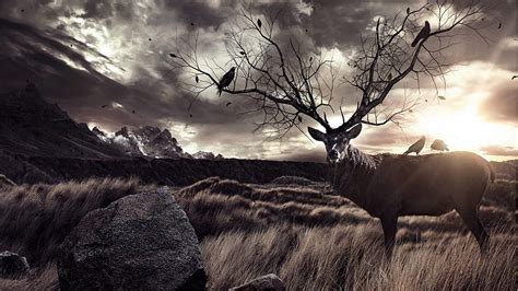 5 Bull Elk Big Elk Hd Wallpaper Pxfuel