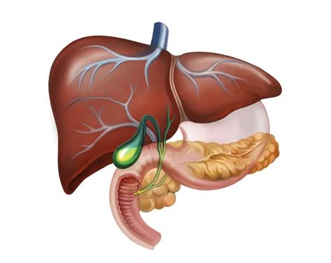 El esquema de la estructura del hígado anatomía humana órganos