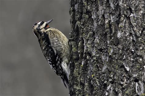 Yellow Bellied Sapsucker Southern Wisconsin Bird Alliance