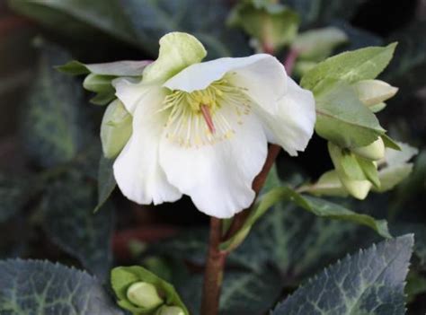 Helleborus Mollys White