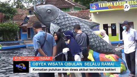 Foto Piknik Asyiknya Berenang Bersama Ikan Dewa Di Objek Wisata