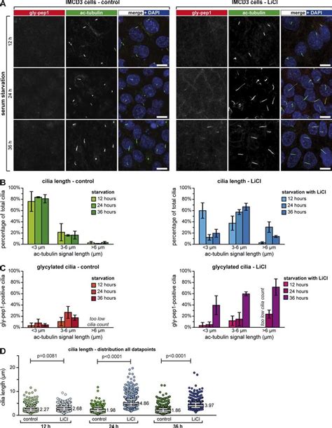 Elongation Of Short Primary Cilia Induces Their Glycylation A Download Scientific Diagram