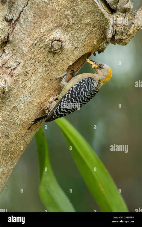 Hoffmann S Woodpecker Melanerpes Hoffmannii Female At Nesting Hole