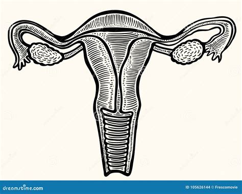 Cup Internal Genitals Of Women Stock Vector Illustration Of Engraved