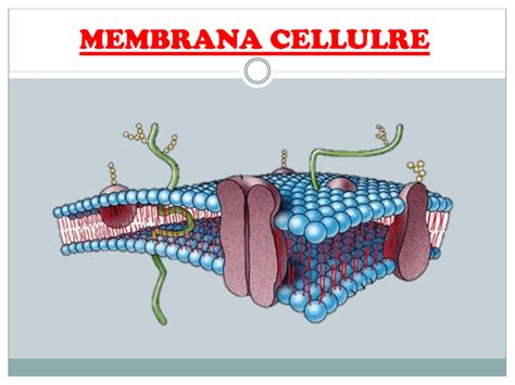 Membrana Cellulare