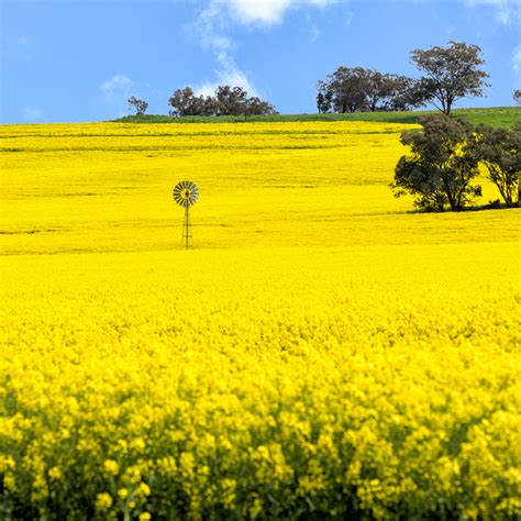 Canola Farming – ARABELLA INTERNATIONAL Pty Ltd