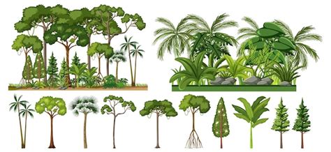 Tropical Rainforest Trees Drawing