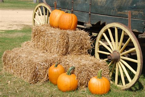 Pumpkin Farm Free Stock Photo - Public Domain Pictures