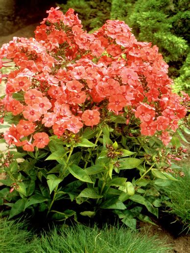 Phlox Paniculata Orange Perfection Floks Vlambloem Appeltern