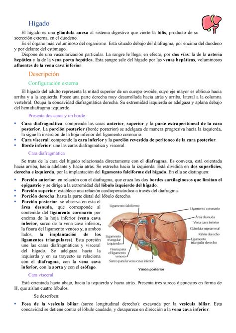 2 Hígado vesícula biliar pancreas y bazo Hígado El hígado es una