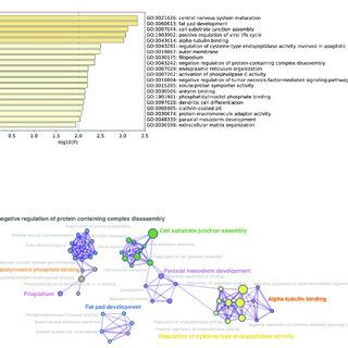 A Bar Graph Of Enriched Gene Ontology Go Terms Across Input Gene