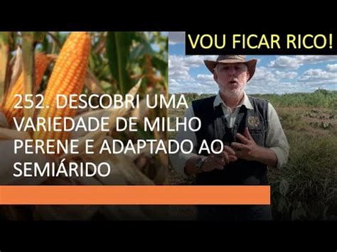 252 VOU FICAR RICO DESCOBRI UMA VARIEDADE DE MILHO PERENE E ADAPTADA