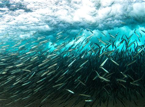 Oceancare Meilensteine Und Erfolge Im Meeresschutz