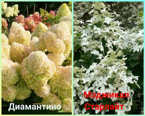 Какая метельчатая гортензия лучше. Как ландшафтный дизайнер выбирает ...