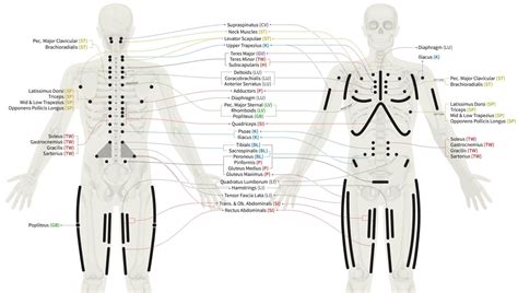 The Power Of Chapmans Neurolymphatic Reflexes Performing A