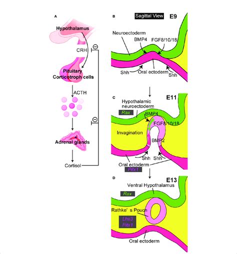 The Close Relationship Between Hypothalamus And Pituitary A The