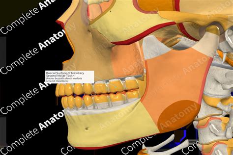 Buccal Surface of Maxillary Second Molar Tooth | Complete Anatomy