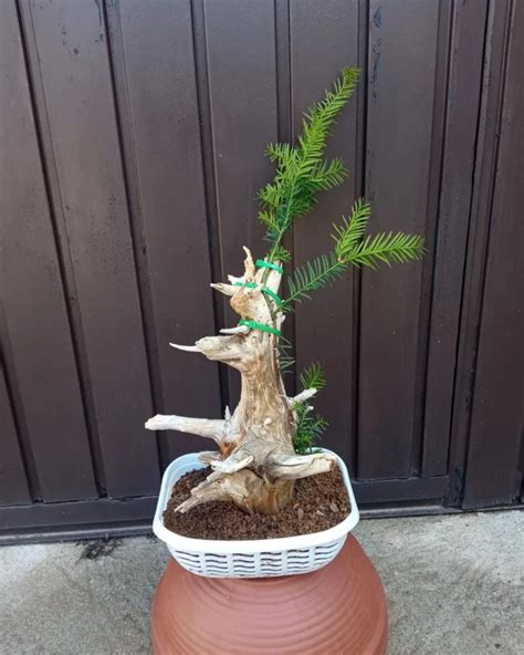 Tanuki Bonsai Quickly Age Bonsai Deadwood Technique