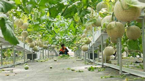 Budidaya Melon Secara Hidroponik Diklaim Lebih Menguntungkan Dari Cara