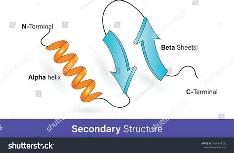 Alpha helix Images, Stock Photos & Vectors | Shutterstock