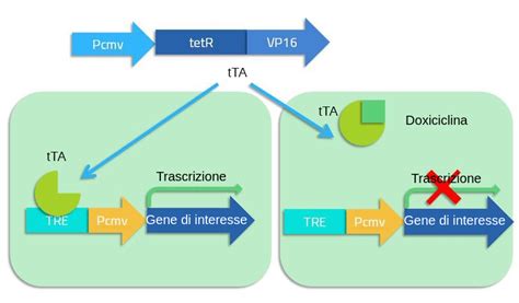 Sistema Tet On Tet Off Labster