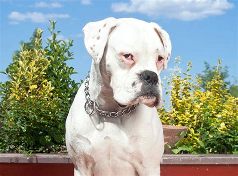 5 Big Myths About The White Boxer - Is It Right for You? – Innovet Pet