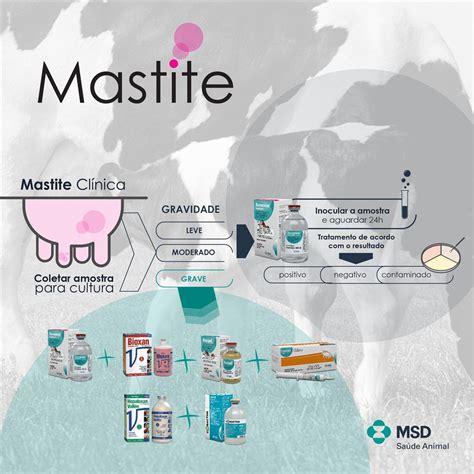 Card Protocolo Correto Da Mastite MilkPoint