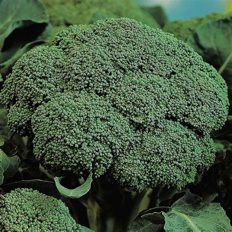 Belstar Broccoli Seeds - Vegetable Garden Seeds