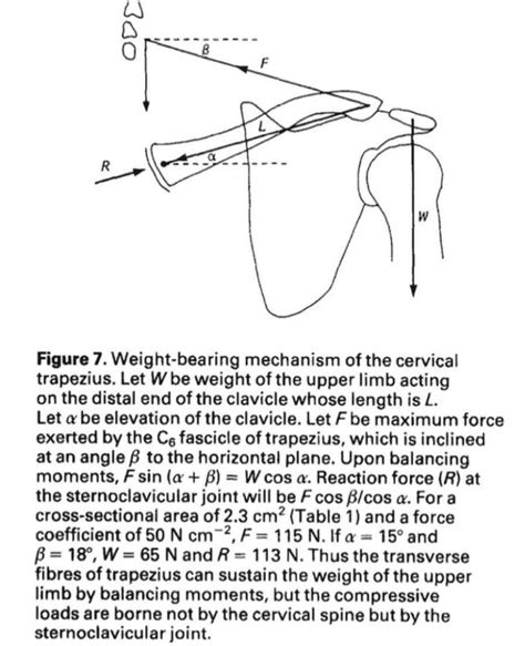 Data On Traps Part 1: Muscle Fiber Type & Function - N1 Training