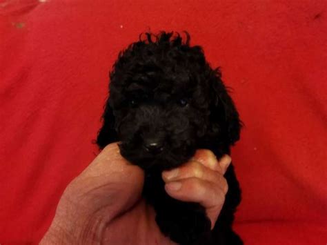 Chiot M Le Caniche Toy Noir Disponible L Achat Petite Annonce Chien