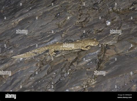 Brook pirenaica Tritón Euproctus asper chorro de agua roca húmeda de