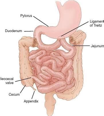 Gastrointestinal Gen Surg Flashcards Quizlet