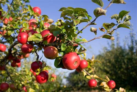 Apple Tree Care: How to Plant and Maintain Apple Trees