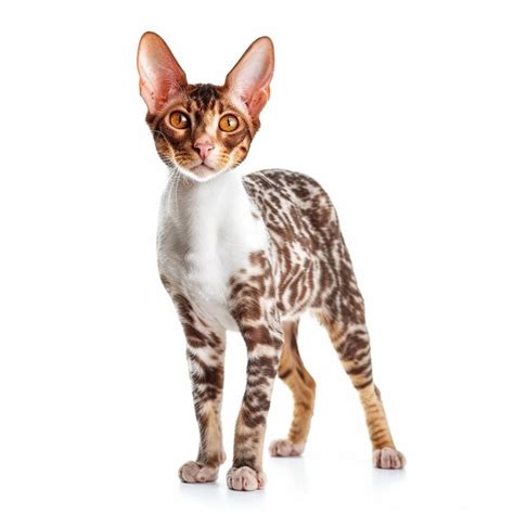 Premium Photo Cat Cornish Rex On White Background