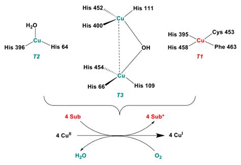 Catalysts Free Full Text Biocatalysis With Laccases An Updated