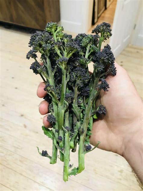 How To Grow Organic Purple Sprouting Broccoli And Cook It Jack Wallington Nature And Gardens