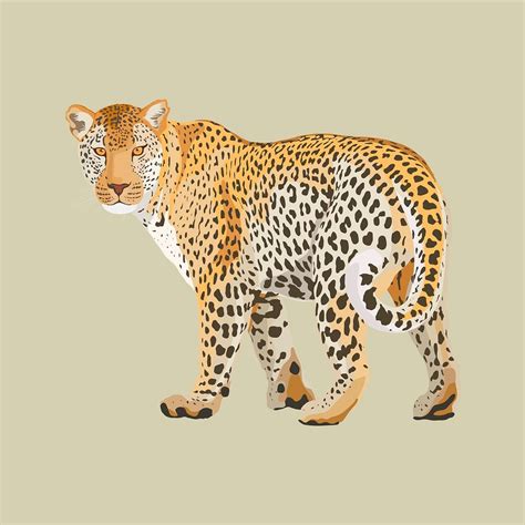 Leopard Illustration Clipart Safari Wild Premium Psd Illustration