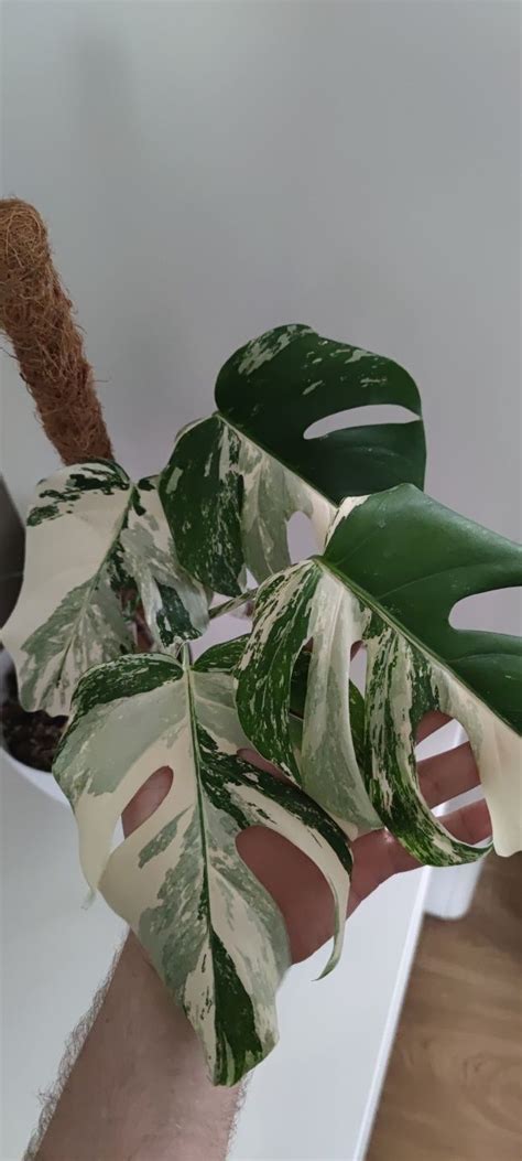 Monstera Variegata I Thai Sadzonka Szczytowa P Dowa I Ukorzeniona