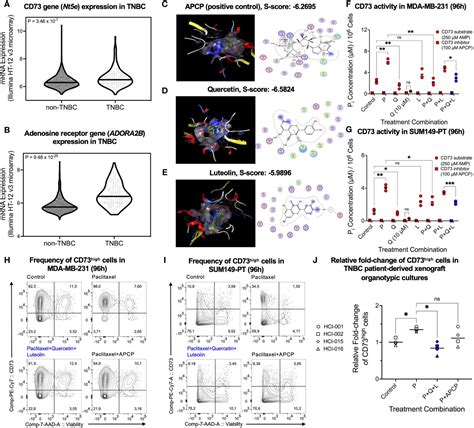 Frontiers Targeting CD73 With Flavonoids Inhibits Cancer Stem Cells