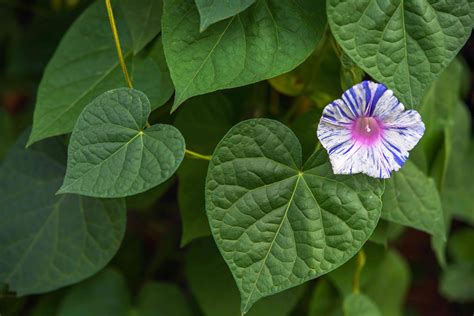 How To Grow And Care For Morning Glory