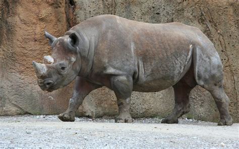 30 Rhino Facts That You Should Know About Today