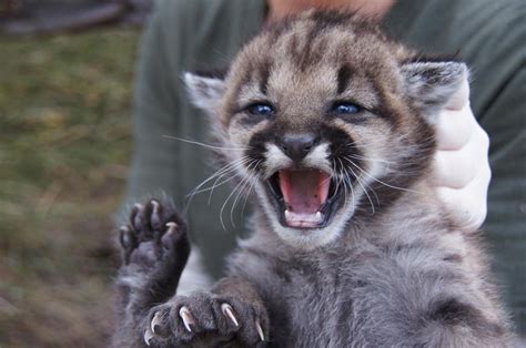 National Park Service Welcomes Birth of Mountain Lion Kittens - Santa Monica Mountains National ...