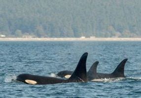 Southern Resident Orcas Return To Penn Cove Whale Dolphin