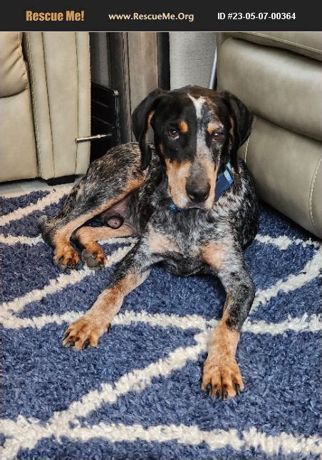 ADOPT 23050700364 Bluetick Coonhound Rescue Palatka FL