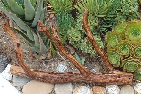 Manzanita Driftwood For Aquarium Terrarium Aquascape Etsy