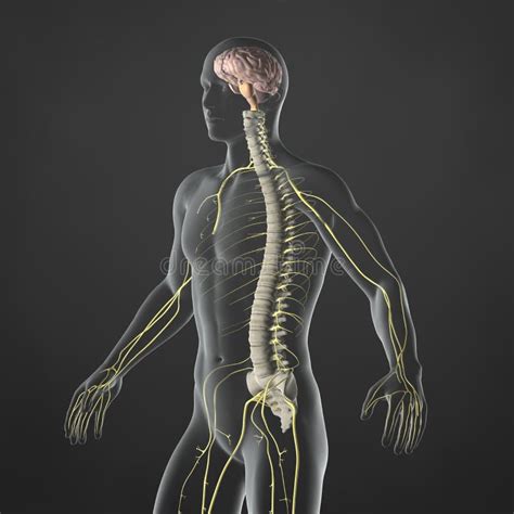 Nervous System Body Stock Illustrations 10069 Nervous System Body